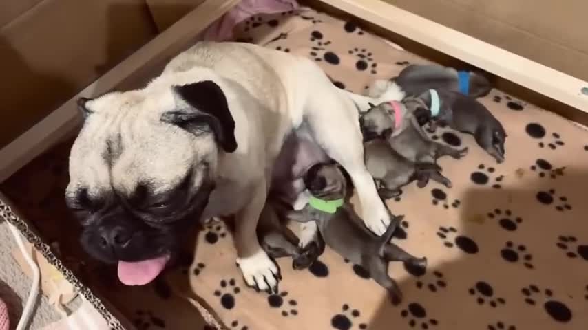 How to assist Whelping Pug, peaceful home birth, dog gives birth to 7 puppies time lapse tips