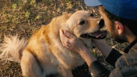 We all want the obedient dog!