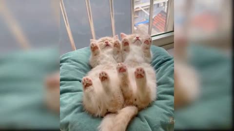 by Cats - Cute and Funny Cat Videos Compilation #36 _ Aww Animals