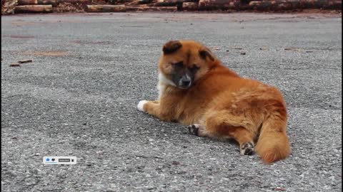 Cute Dog - Video Dogs
