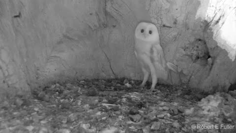 This Barn Owl Baby Just Heard Thunder for the First Time