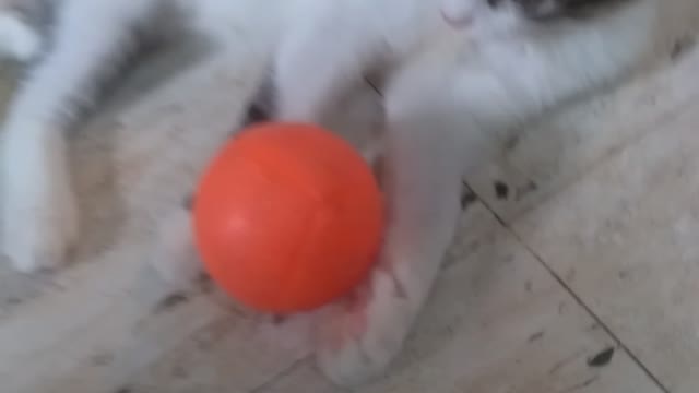 Naughty kitten🐱 playing 🏀ball