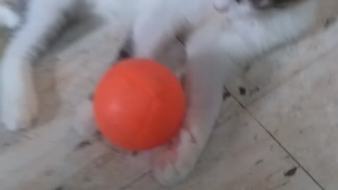 Naughty kitten🐱 playing 🏀ball