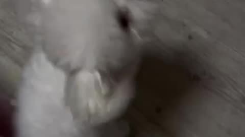 cute dog playing