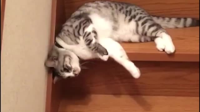 Lazy Cat Slides down Staircase