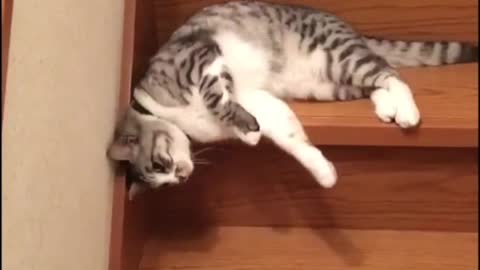 Lazy Cat Slides down Staircase