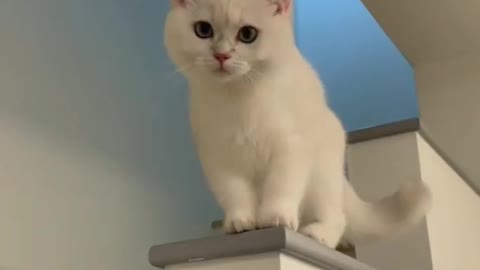 funny smile cute cat 😺😺