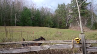 German Shepherd jumping the fence