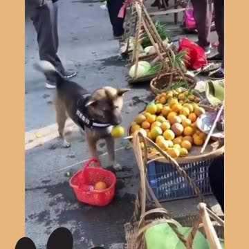 Heartwarming Story about Dog Ep.7_2 #shorts #dog #ShikyFAV