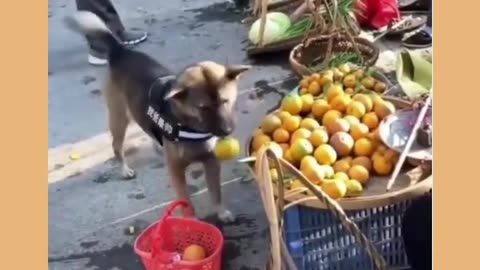 Heartwarming Story about Dog Ep.7_2 #shorts #dog #ShikyFAV