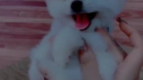 Cute & Funny Puppies very lovely | Smart Baby Dogs Video