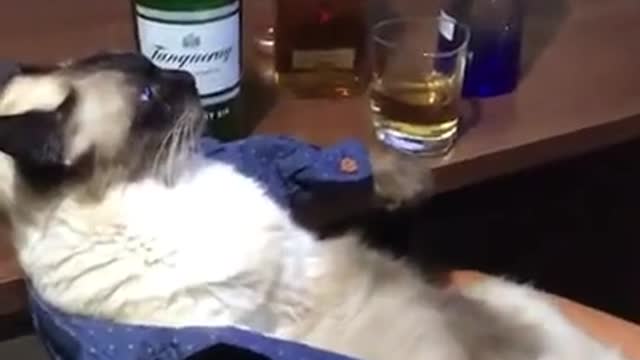 cat drinking all