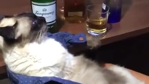 cat drinking all