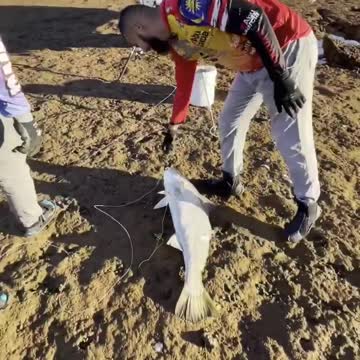 great fishing catch big fish in seashore australia