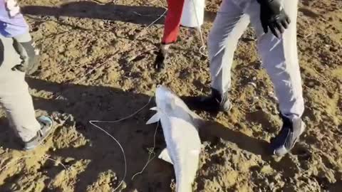 great fishing catch big fish in seashore australia