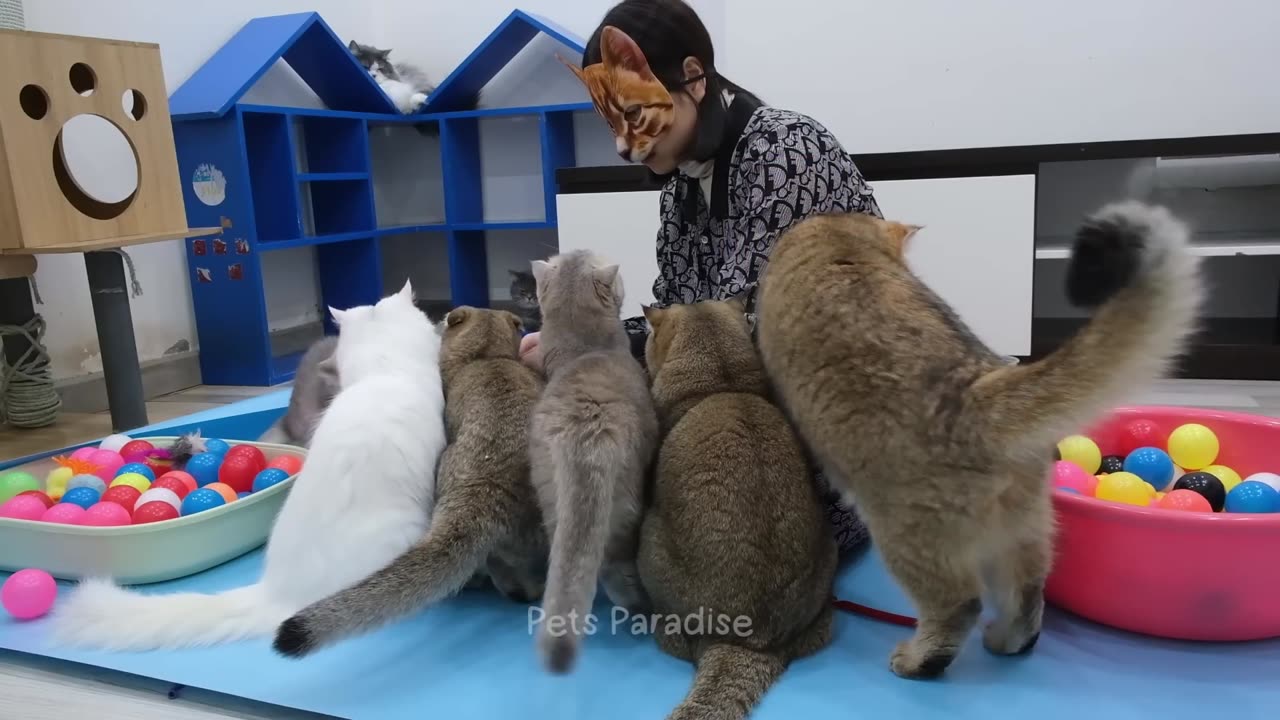 EXTREEM FUNNY CATS and DOGS VIDEO ||MUSH WATCH 2024