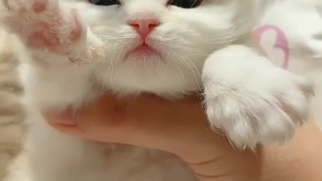 HWO DOESN'T LOVE KITTENS? THEY ARE SO CUTES