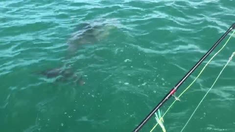 Dolphin Hanging Out By The Boat
