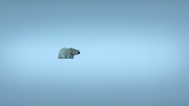 Dolopins use sound to help them find their way