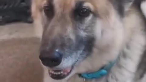 Top Funny Cute Dog Videos
