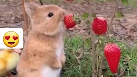 Too Cute to Handle- Baby Animal