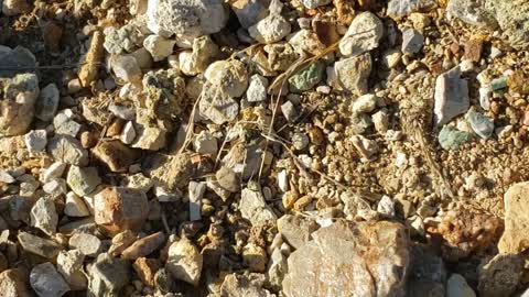 Yellowstone Variscite mining 3-3-21