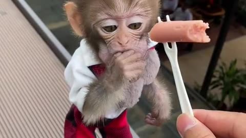 You are so cute baby monkey #cuteanimals #shortvideo #viral #shorts