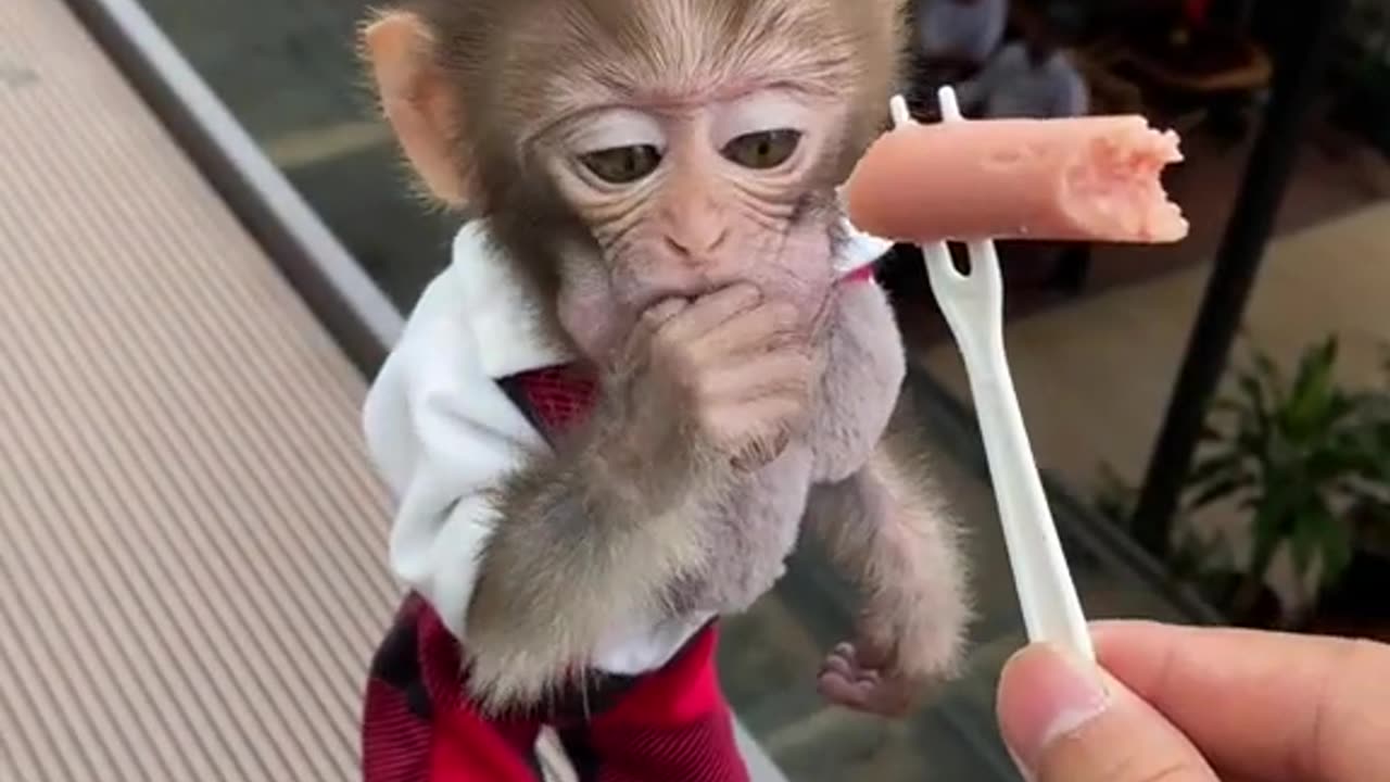 You are so cute baby monkey #cuteanimals #shortvideo #viral #shorts