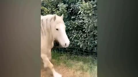 1 Hour Trending Funny Dogs And Cats Videos 😂 Funniest Cats and Dogs 😸🐶