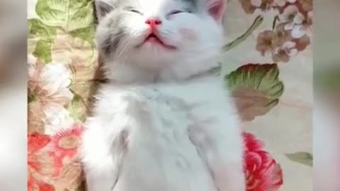 CUTE Cat Funny Video | Cat Training Guidance | Sweet Animal | Cat | Pet #shorts