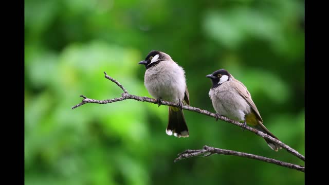 The Sound Of Forest Birds - Relax Music