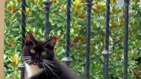 Cat videos | Cat funny videos | cat and dog videos | cat | ViewYt
