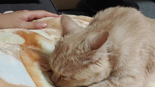 Capturing a baby cat's milking action!