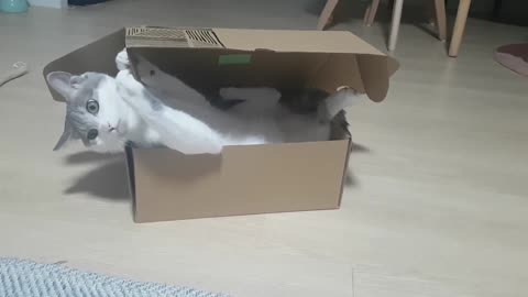 The cat in the small box.