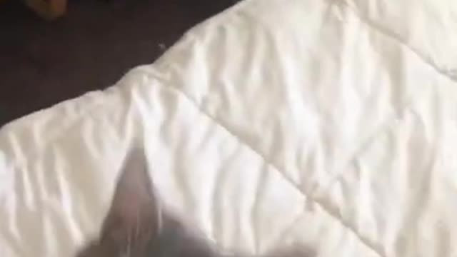 Funny and cute cats will make you laugh all day long🤣🤣 funny cats