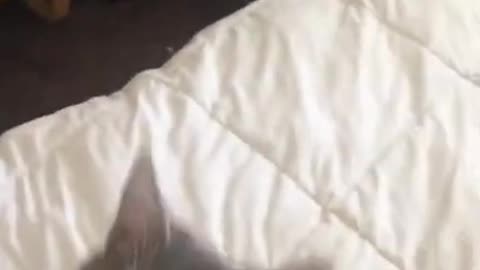 Funny and cute cats will make you laugh all day long🤣🤣 funny cats