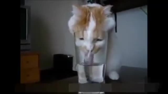 Super fun funny cats