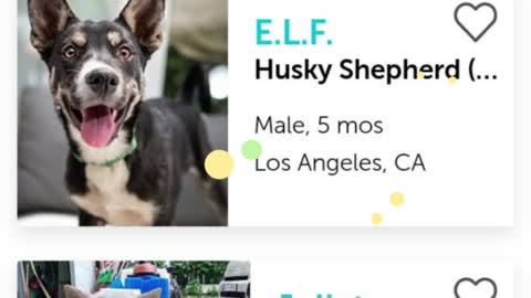 Adopt US Los Angeles