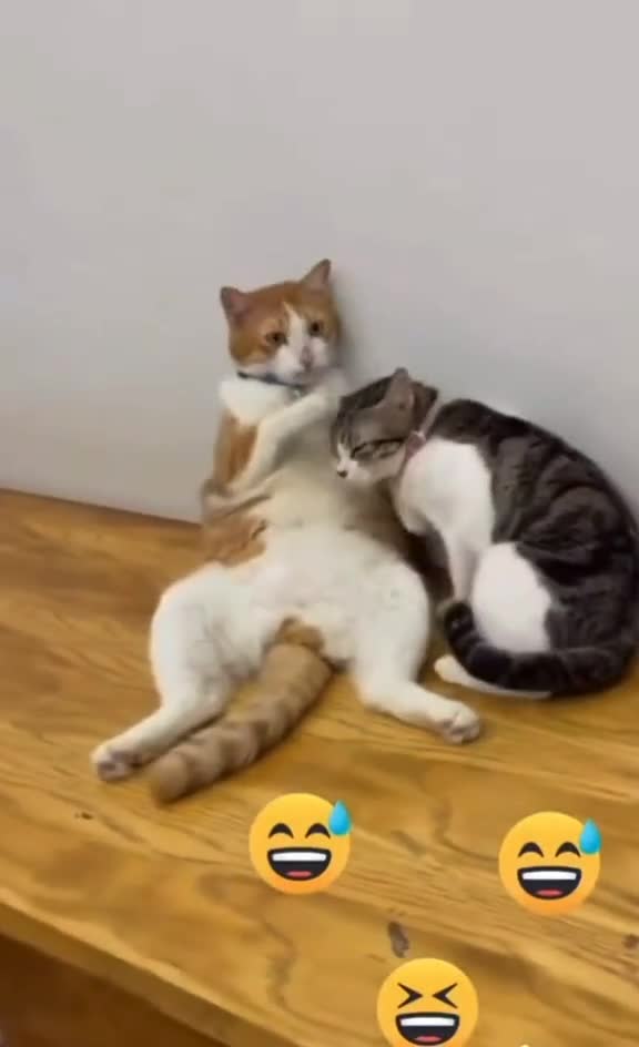Cats hug each other