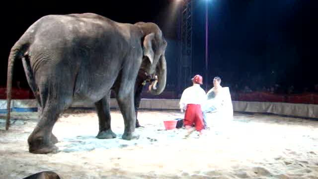 Elephant Shaves Man's Face