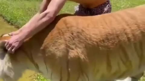 Funny Animals Compilation (NEW!)