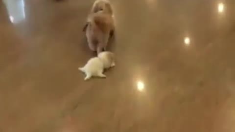 So strong, dragged his son away directly