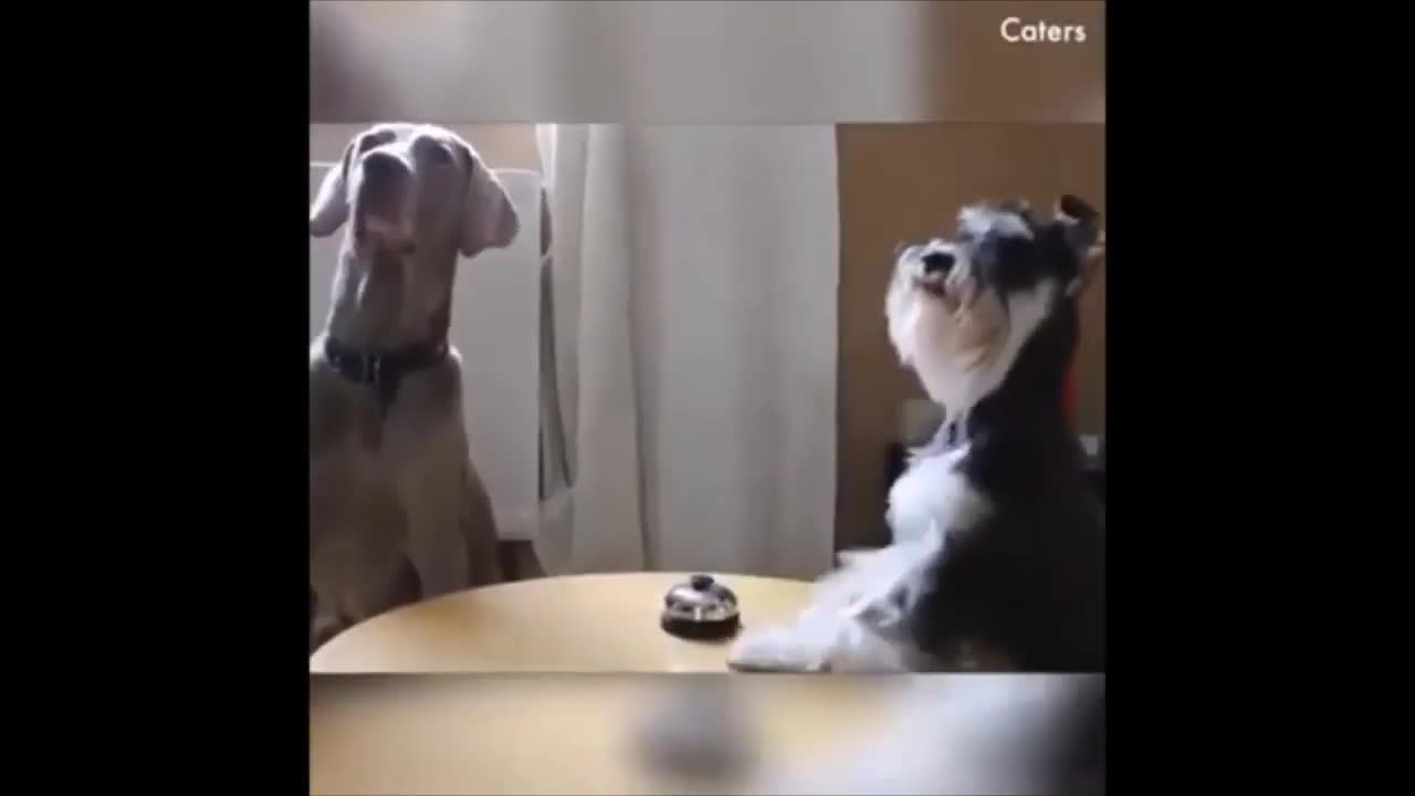 Stress Buster Funny Video