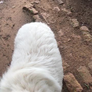 The Adventures Of Wulfie Breakfast!