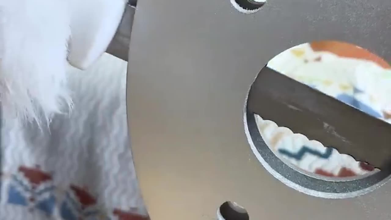 Nico: Everything can,t escape my eyes #smartnico #dog #funny #cute #nico.mp4