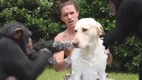Splish splash doggo taking a bath 🐵🐕
