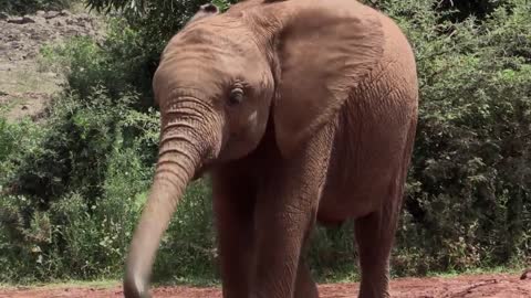 96 Seconds of Baby Elephants | Short Film Showcase