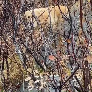 Dog and picnic in the mountain near the city. cliffs, rocks and trees