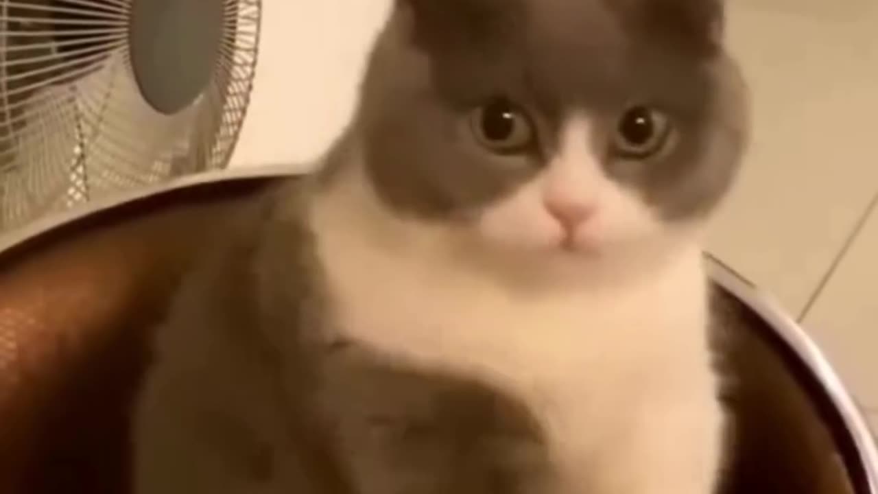 funny video