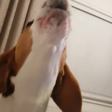 Beagle Howls His Heart Out!